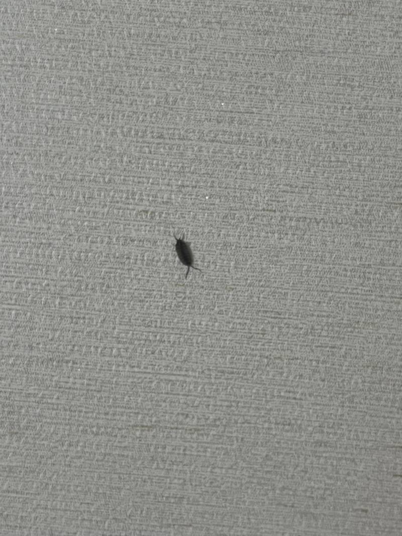 [잡담] ㅎㅇㅈㅇ 이 벌레 뭐야ㅠ | 인스티즈