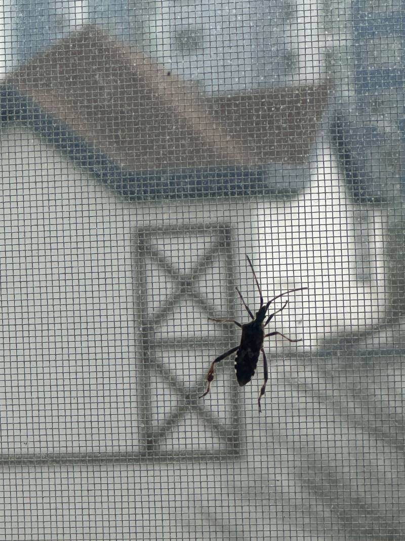 [잡담] 이 벌레 아는 사람 혐오주의 ㅎㅇㅈㅇ | 인스티즈