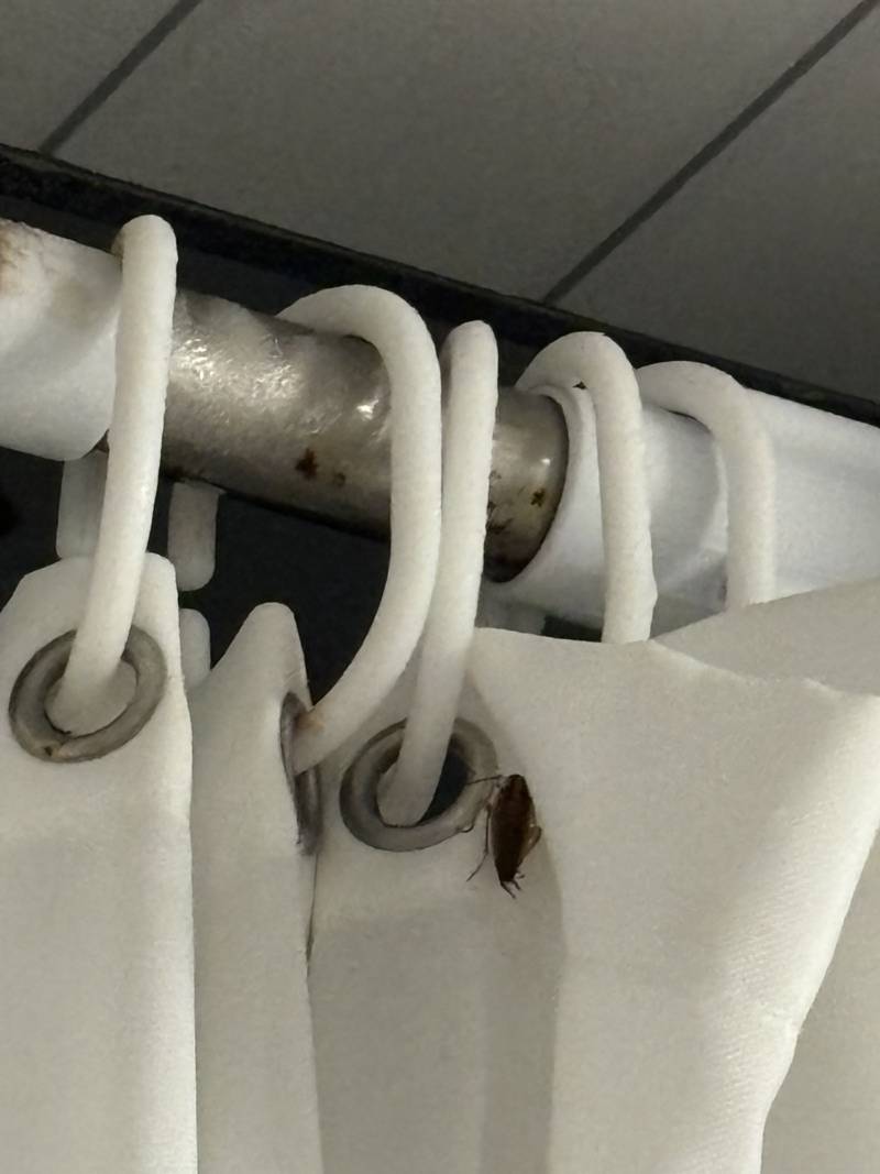 [잡담] 이거 바퀴벌레야...? (혐오주의) | 인스티즈