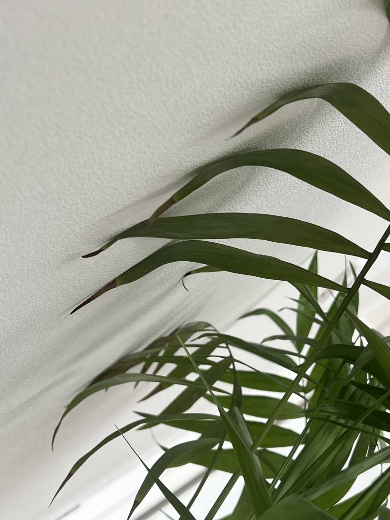 [잡담] 식물키우는 익들아 ㅠ | 인스티즈