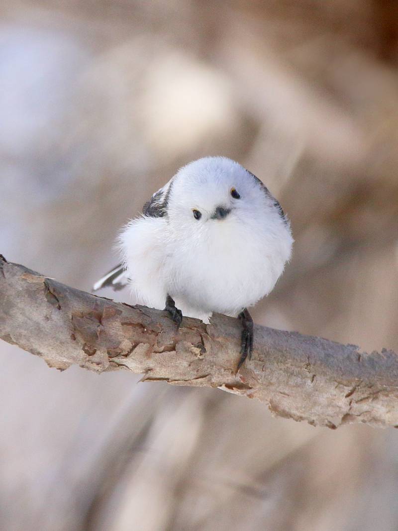 [잡담] 진짜 이새가 젤 귀여운거같음 | 인스티즈