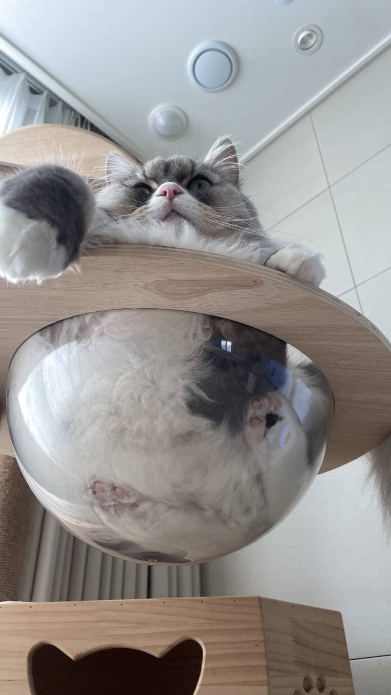 [잡담] 우리집 고양이 보고 가쉐이 | 인스티즈