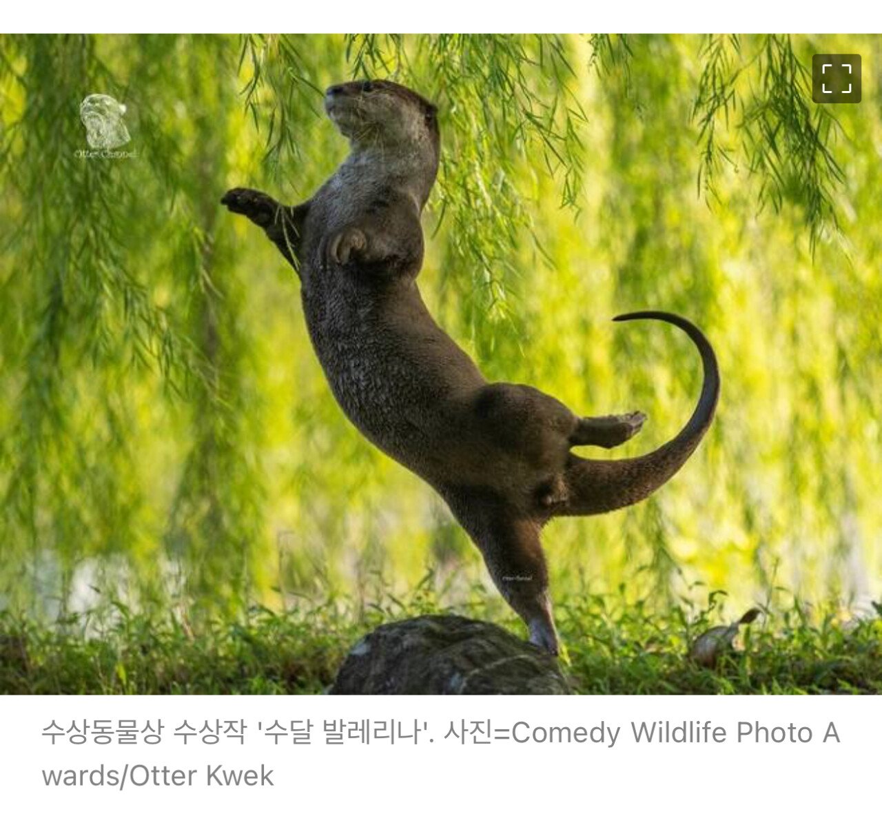 2023년 코미디 야생동물 사진대회 수상작 | 인스티즈