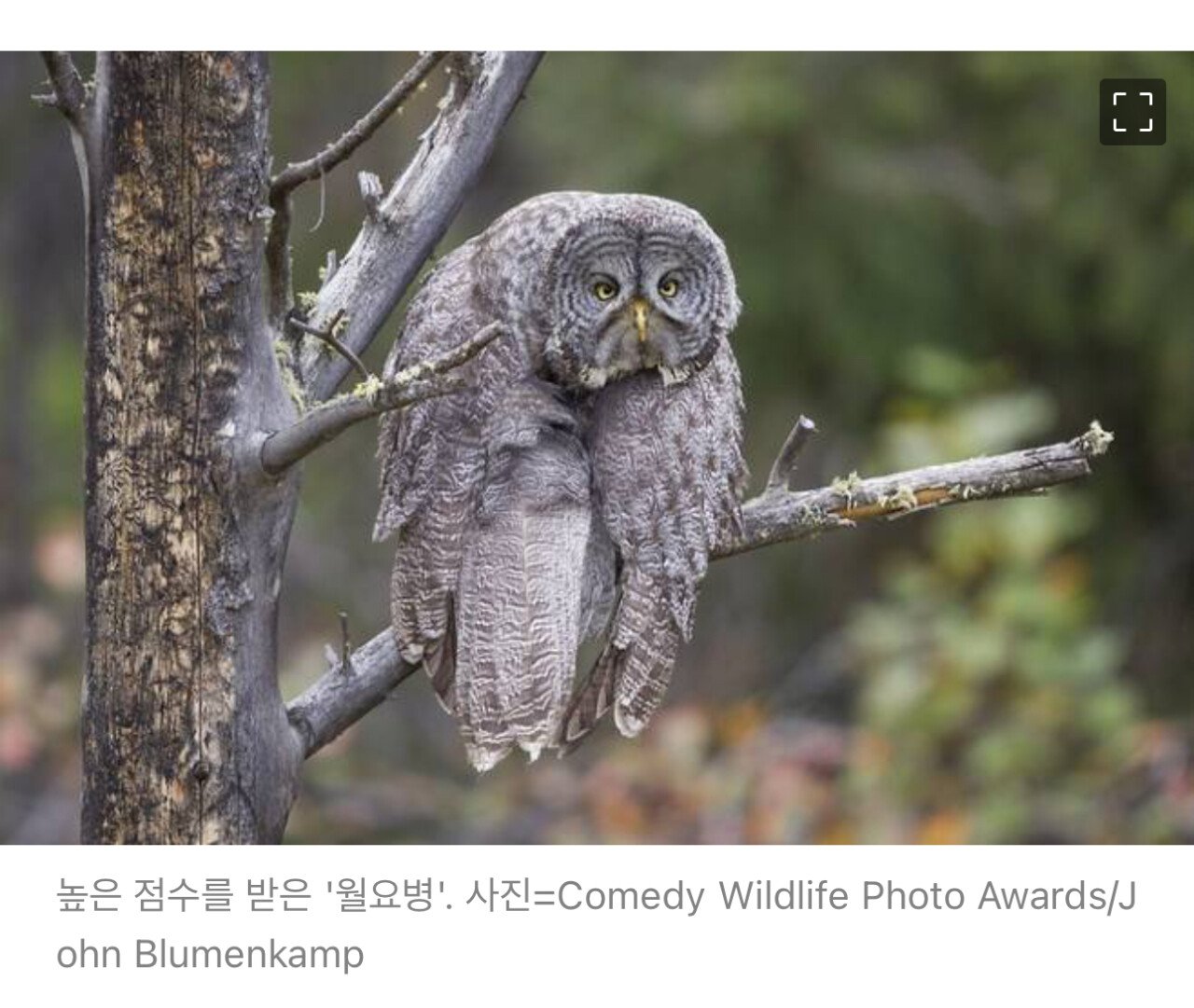 2023년 코미디 야생동물 사진대회 수상작 | 인스티즈