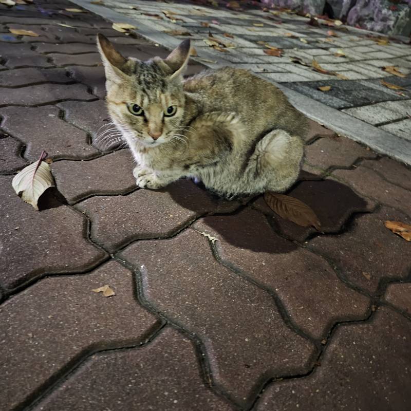 [잡담] 우리동네 길냥이 진짜 귀여운데.... 내가 겁먹고 피하면 나 쳐다도 안봐줌.. | 인스티즈