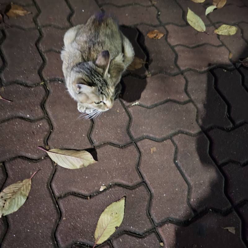 [잡담] 우리동네 길냥이 진짜 귀여운데.... 내가 겁먹고 피하면 나 쳐다도 안봐줌.. | 인스티즈