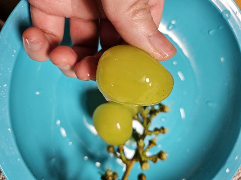 [잡담] 샤인머스캣만 주구장창 먹고싶다ㅠㅠ | 인스티즈