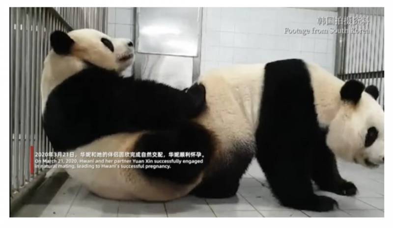 [잡담] 푸바오 만들기 | 인스티즈