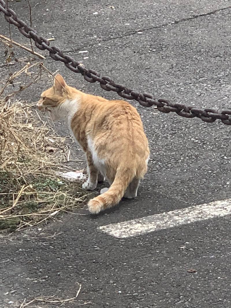 [잡담] 고양이 풀 뜯어 먹는 | 인스티즈