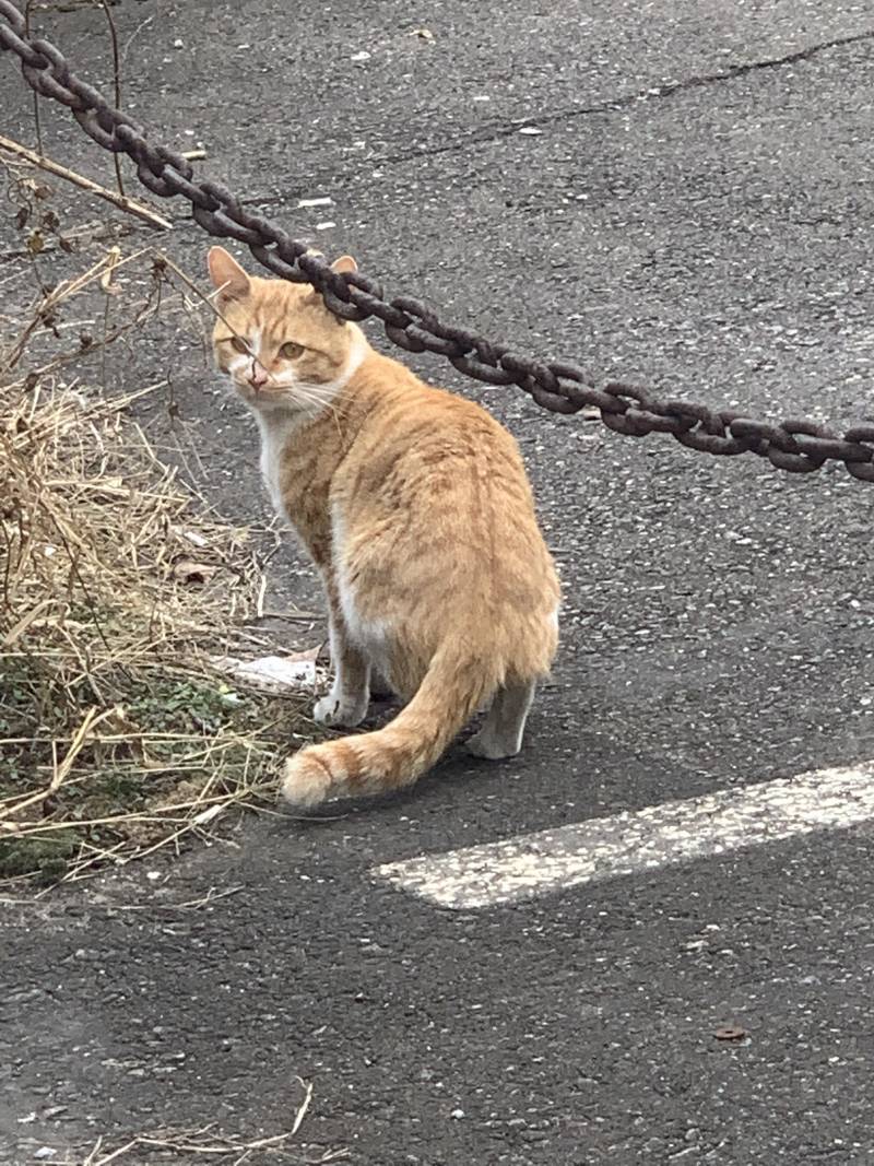 [잡담] 고양이 풀 뜯어 먹는 | 인스티즈