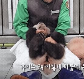 [잡담] 후이는 왜 이렇게 까불어 | 인스티즈