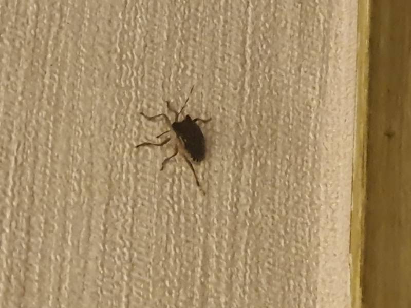 [잡담] 얘 무슨 벌레야? | 인스티즈