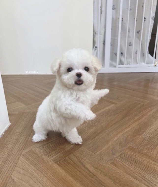 [잡담] 강아지도 군대 갈 수 있음?? | 인스티즈