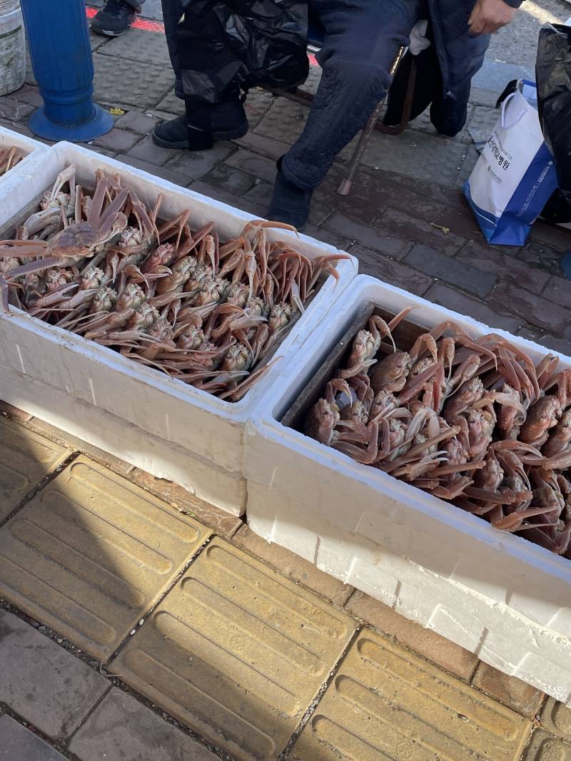 [잡담] 시장 갔다 왔당🫑🥦🫚🍎 | 인스티즈