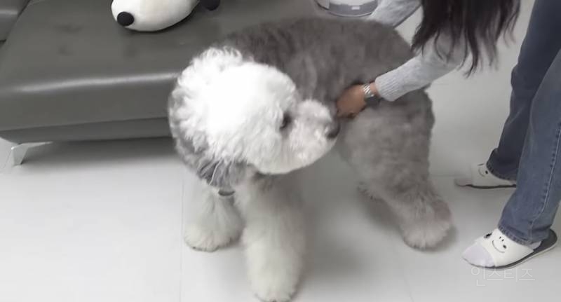 우리 집 강아지 완전 작아요.jpg | 인스티즈