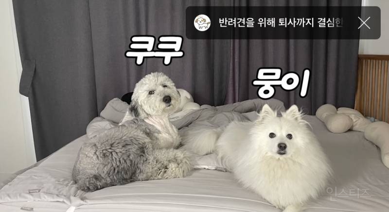 우리 집 강아지 완전 작아요.jpg | 인스티즈