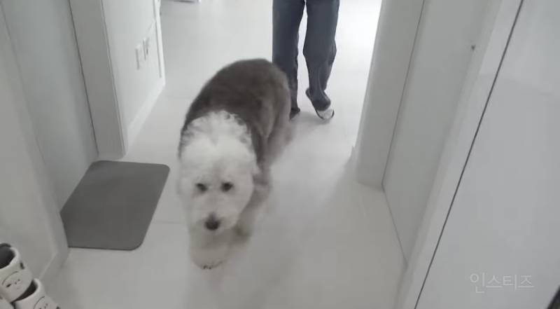 우리 집 강아지 완전 작아요.jpg | 인스티즈