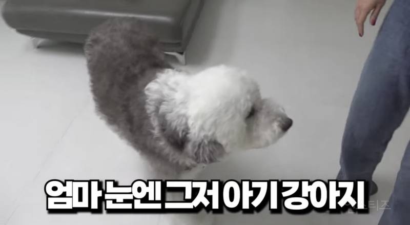 우리 집 강아지 완전 작아요.jpg | 인스티즈