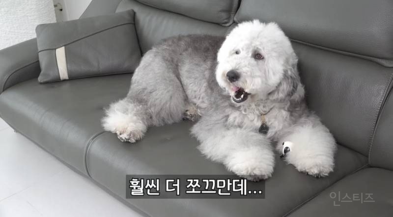 우리 집 강아지 완전 작아요.jpg | 인스티즈