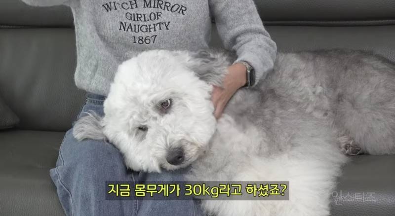 우리 집 강아지 완전 작아요.jpg | 인스티즈