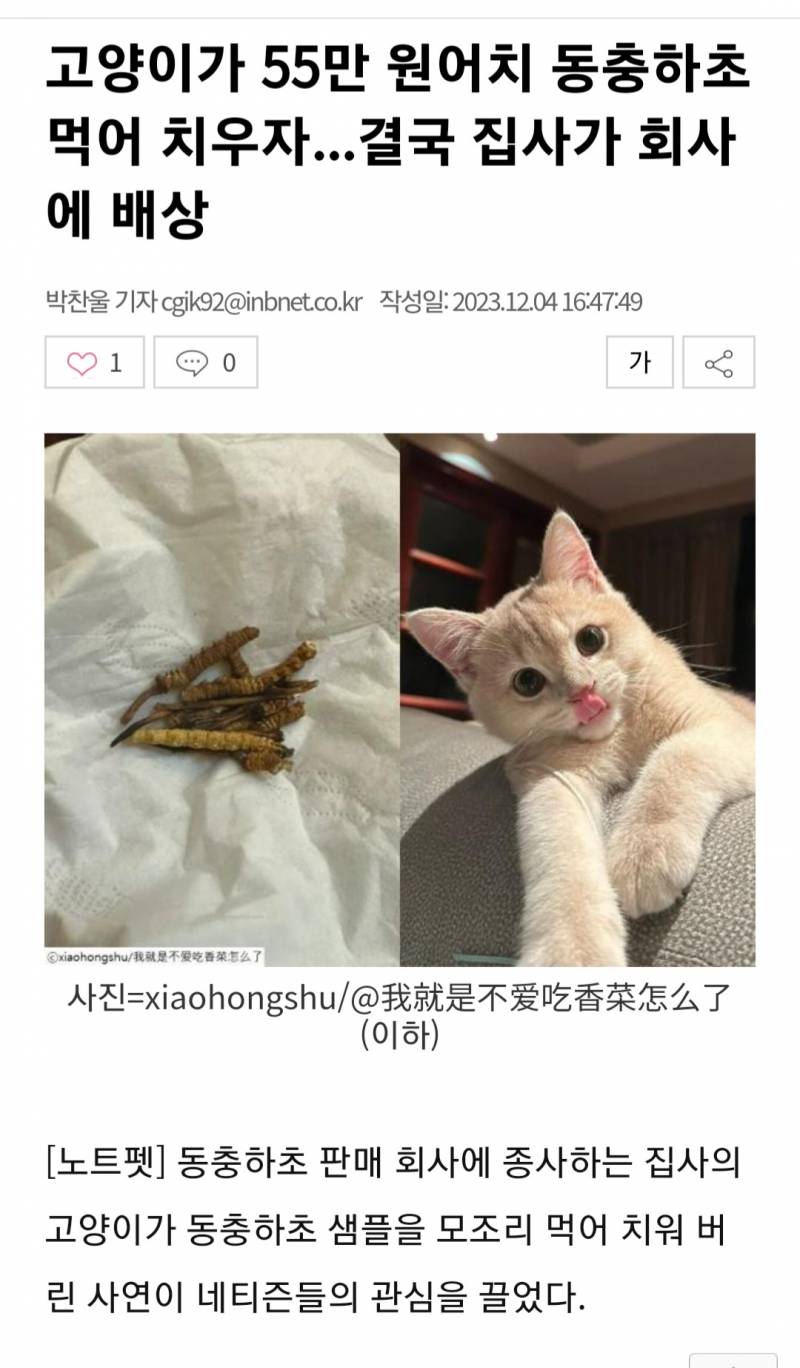 [해외] 고양이가 55만 원어치 동충하초 먹어 치우자...결국 집사가 회사에 배상 | 인스티즈