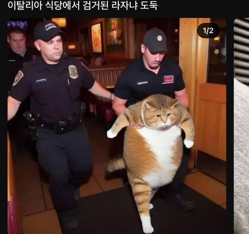 [잡담] 이렇게 될수있는거임?? 고양이도?? | 인스티즈