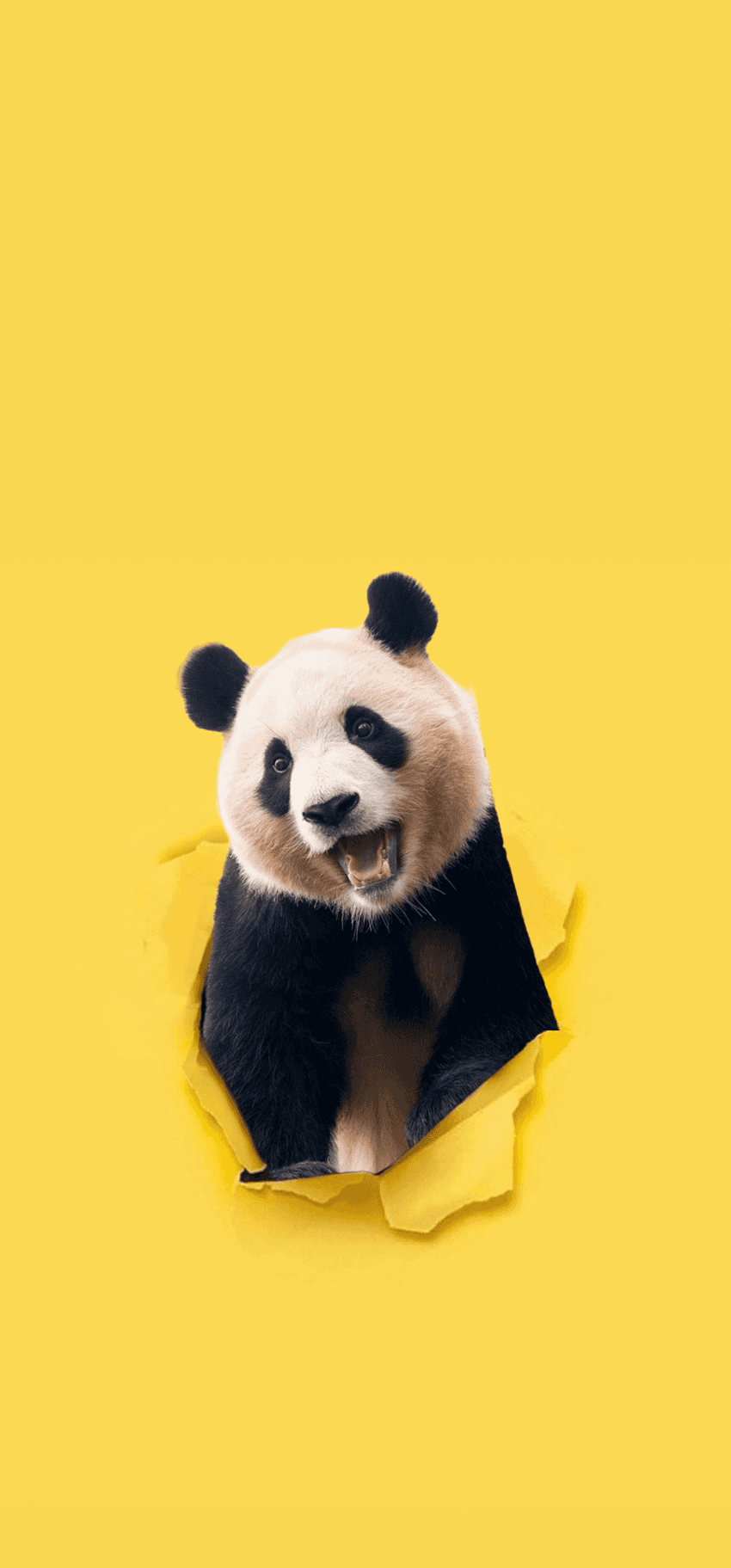 [잡담] 푸바오 진짜진짜 귀여운 이유 중 하나가 이거인거 같아 | 인스티즈