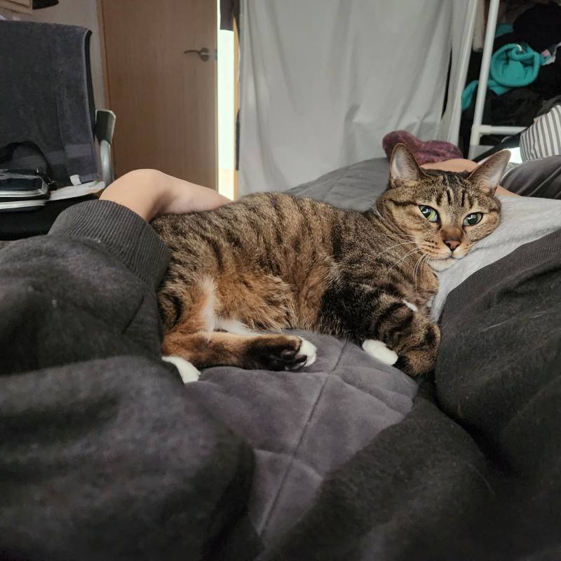 [잡담] 나는 우리 집 고양이 베개다 | 인스티즈