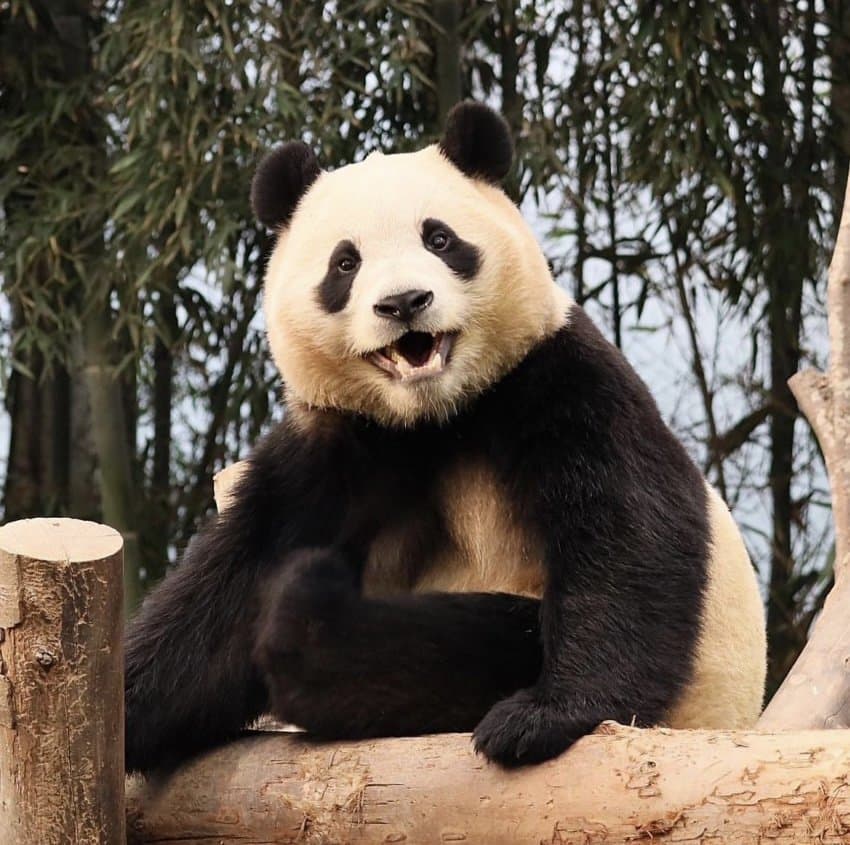 [잡담] 푸바오 진짜진짜 귀여운 이유 중 하나가 이거인거 같아 | 인스티즈