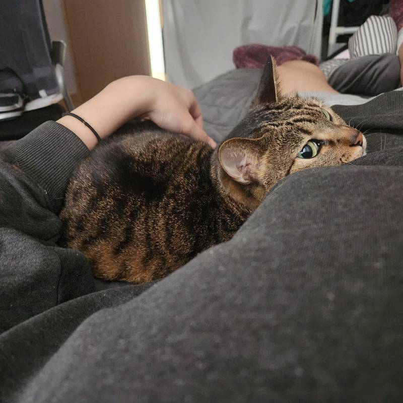 [잡담] 나는 우리 집 고양이 베개다 | 인스티즈