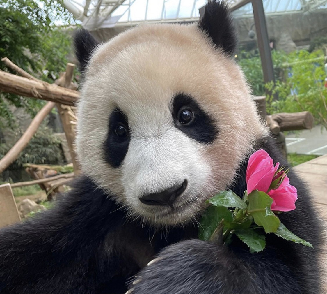 [잡담] 푸바오 진짜진짜 귀여운 이유 중 하나가 이거인거 같아 | 인스티즈