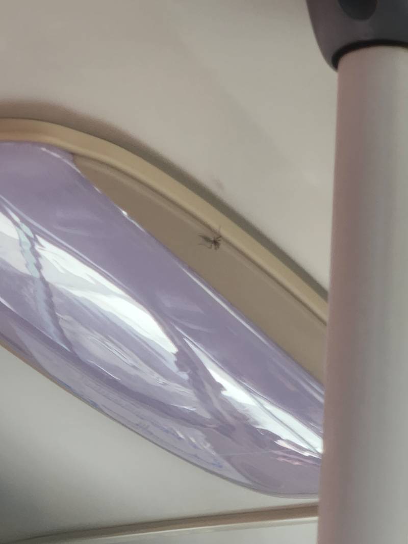 [잡담] 버스 탔는데 모기 있음 | 인스티즈