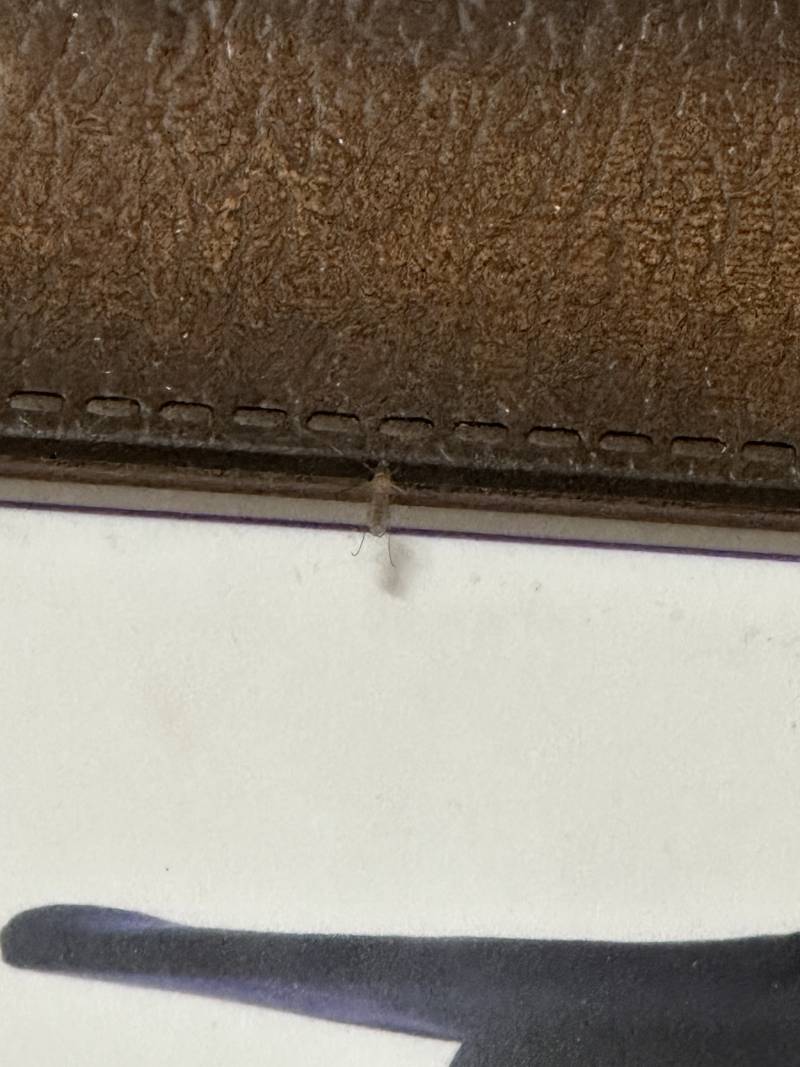 [잡담] 실화야? 나 모기잡음 | 인스티즈