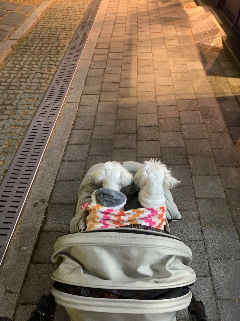 [잡담] 개모차 없는 익들 꼭 사라...🥹🥹 | 인스티즈