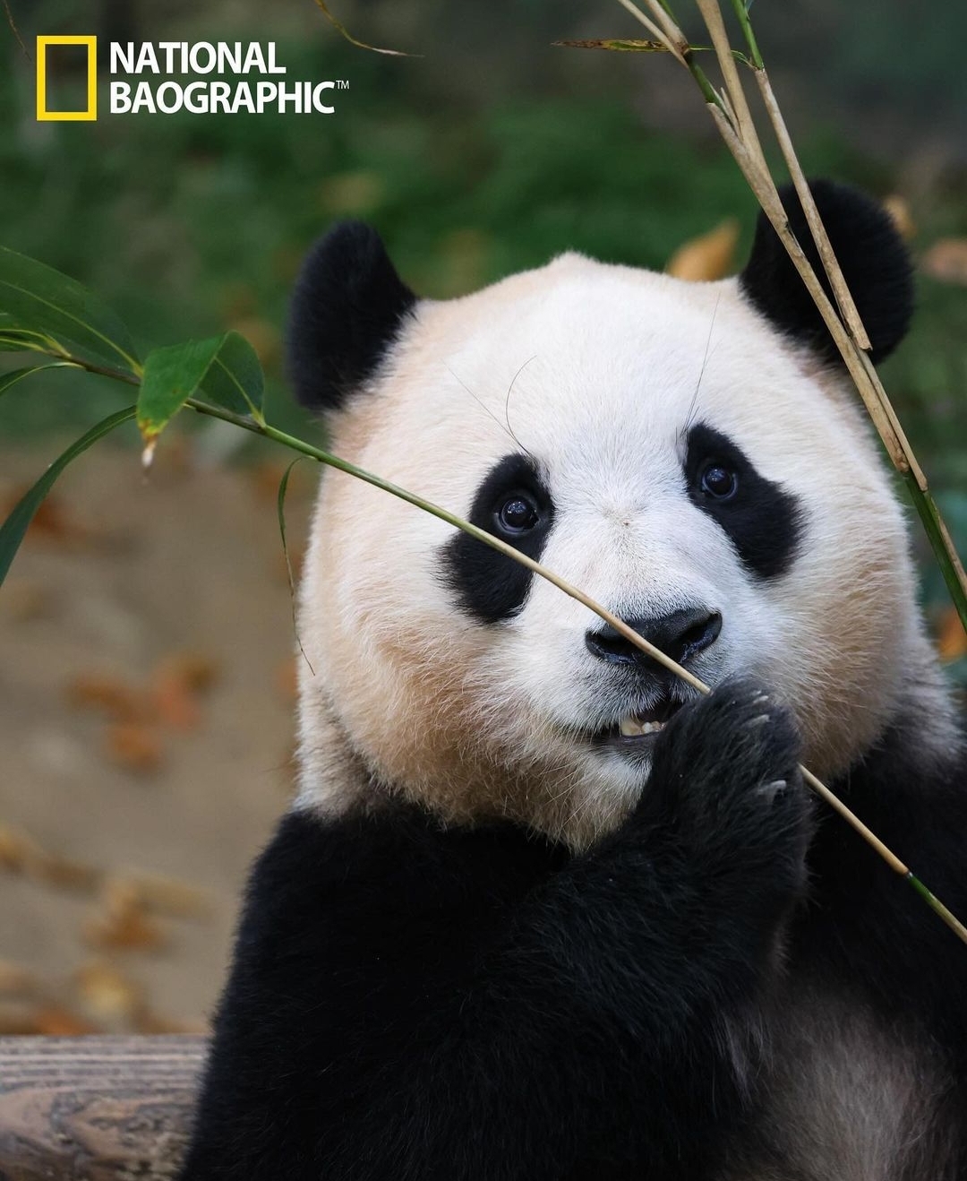 [잡담] 오늘자 푸바오 너무너무 이쁘다...🐼🖤 | 인스티즈