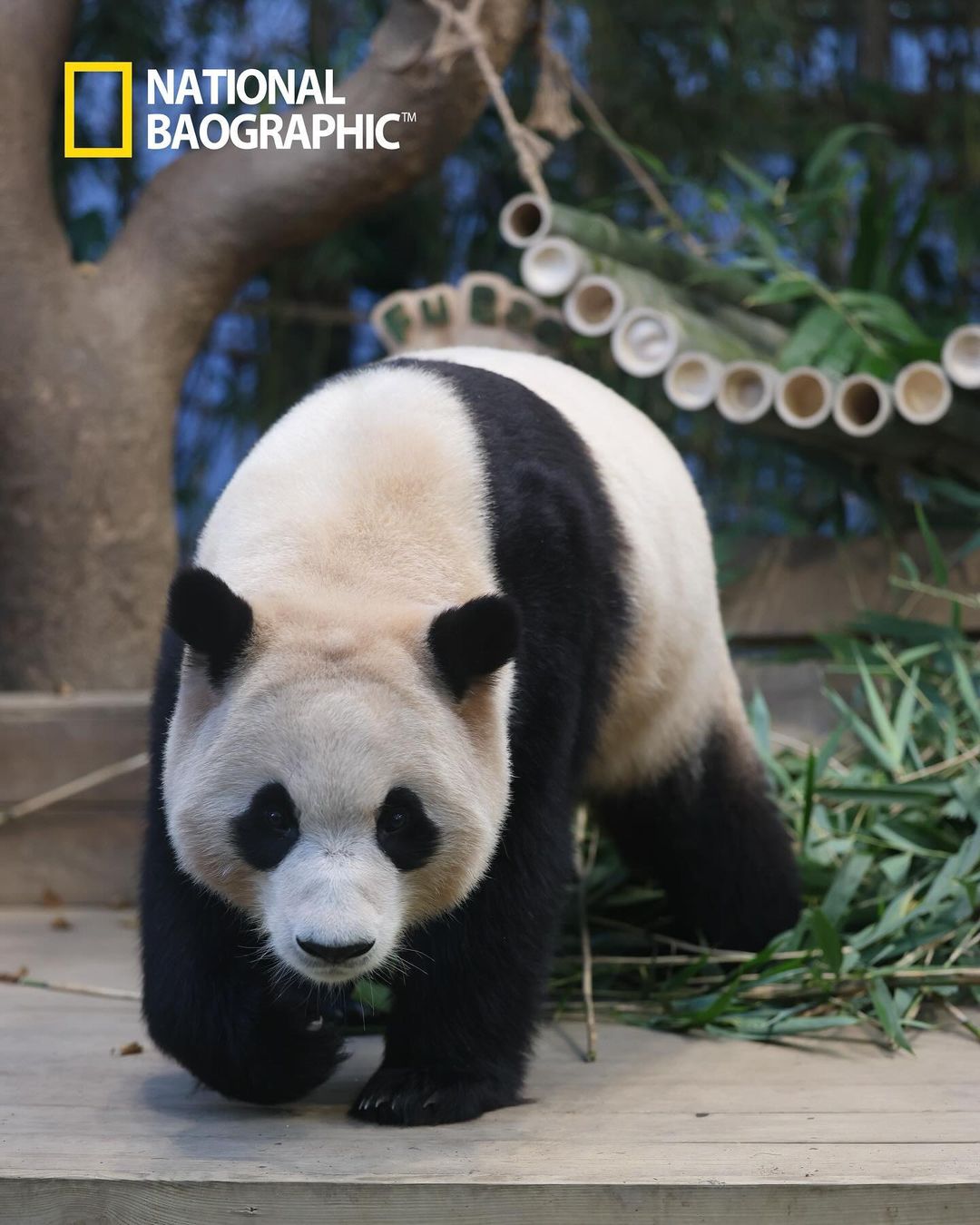 [잡담] 오늘자 푸바오 너무너무 이쁘다...🐼🖤 | 인스티즈