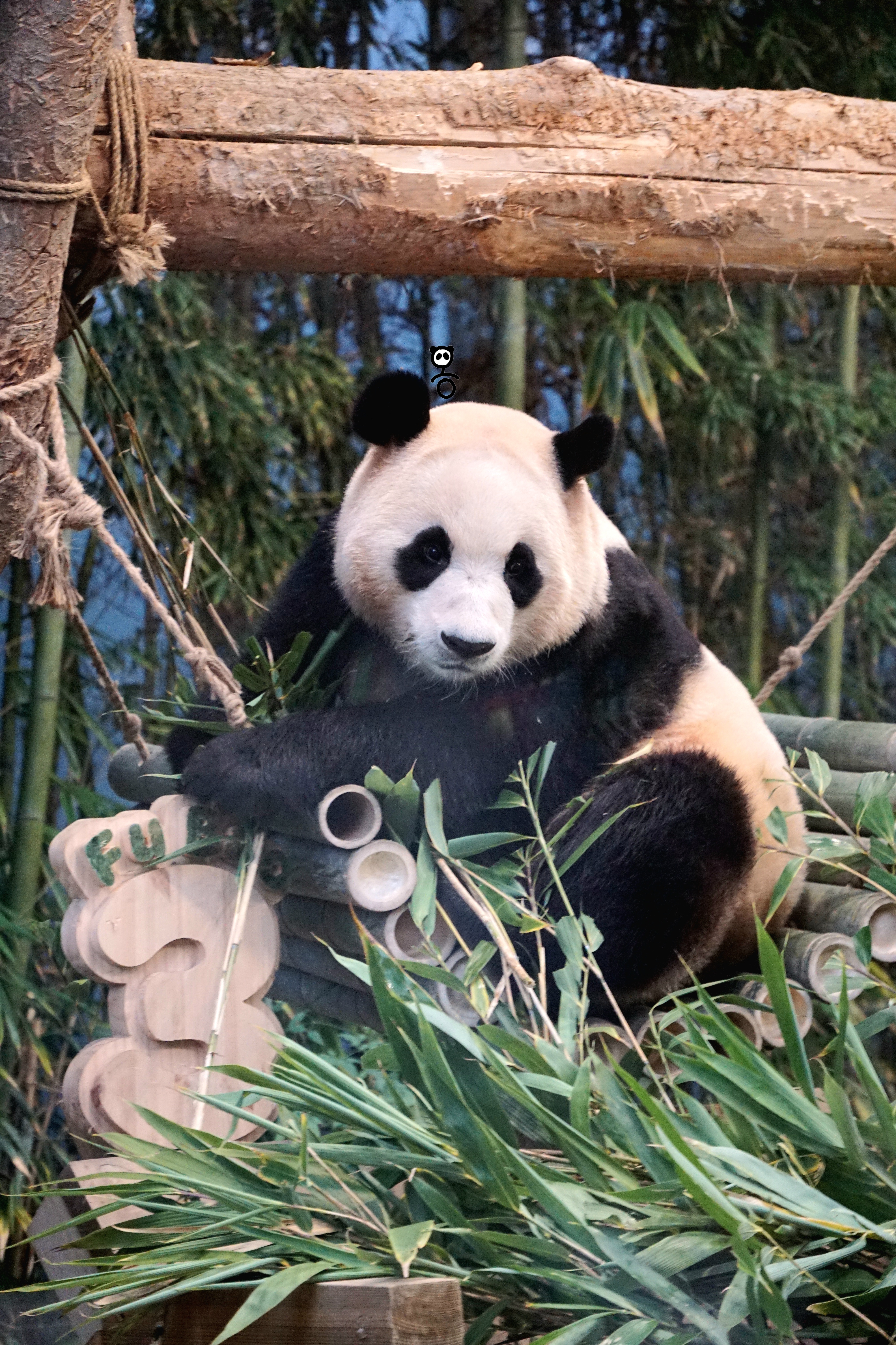 [잡담] 오늘자 푸바오 너무너무 이쁘다...🐼🖤 | 인스티즈