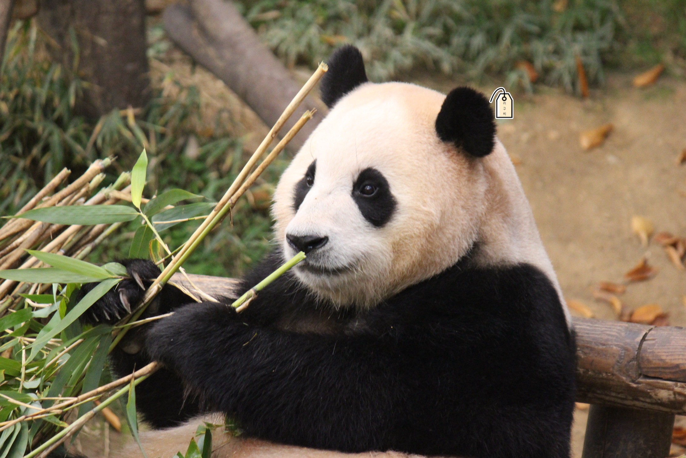 [잡담] 오늘자 푸바오 너무너무 이쁘다...🐼🖤 | 인스티즈