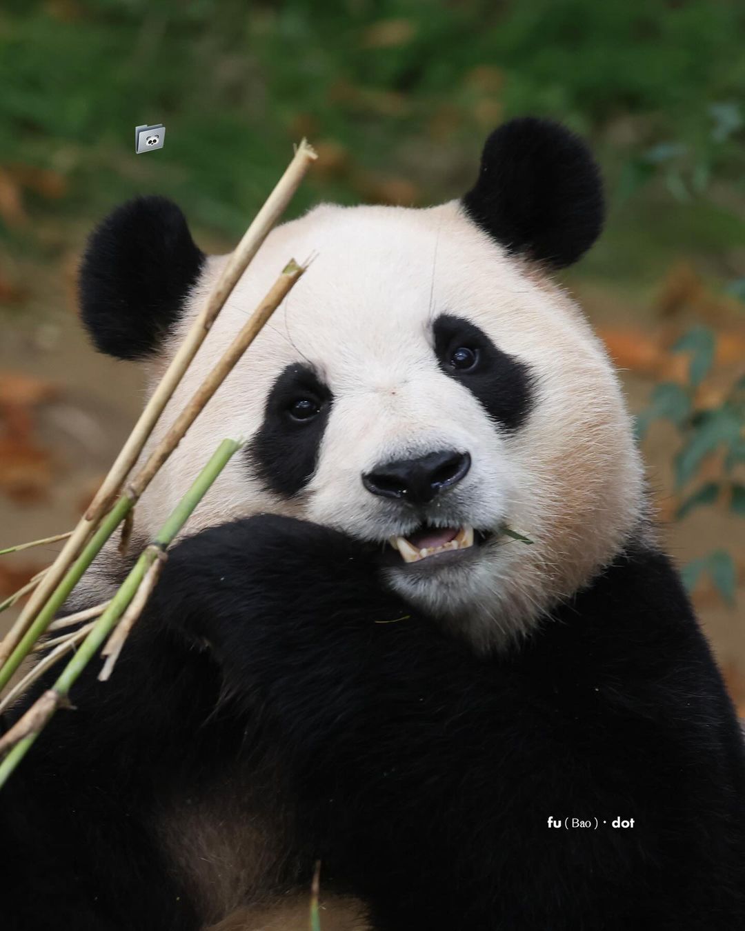 [잡담] 오늘자 푸바오 너무너무 이쁘다...🐼🖤 | 인스티즈