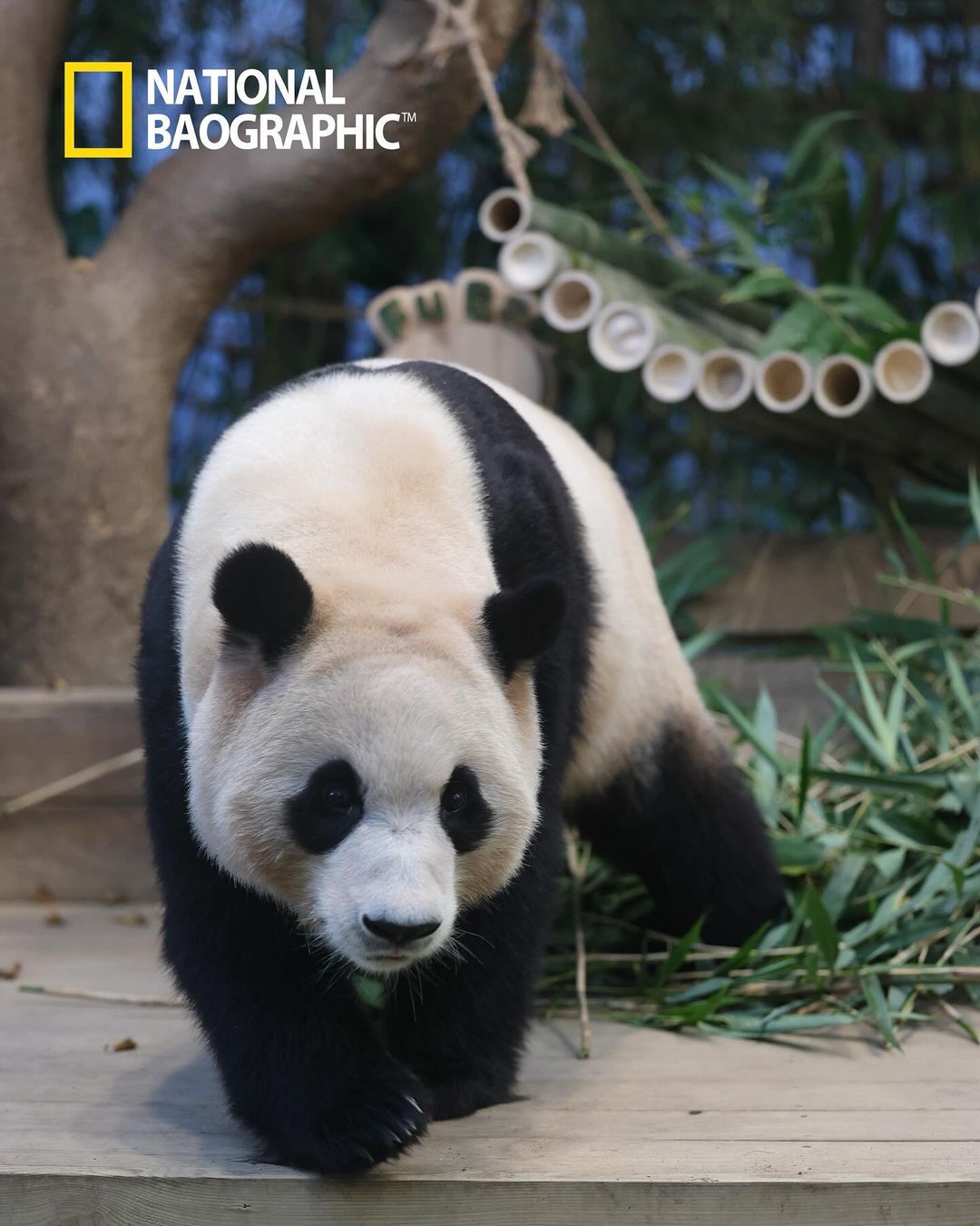 [잡담] 오늘자 푸바오 너무너무 이쁘다...🐼🖤 | 인스티즈