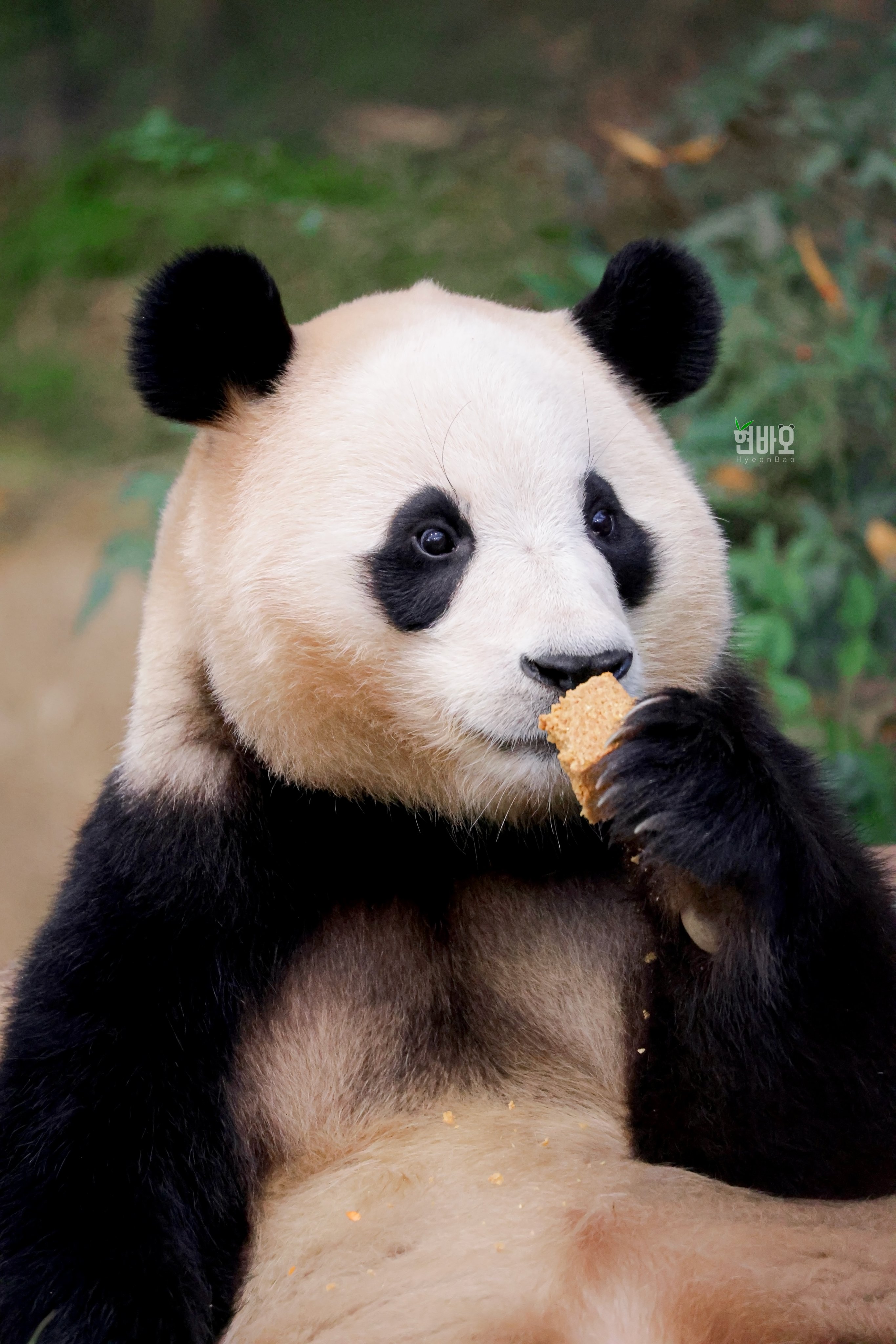 [잡담] 오늘자 푸바오 너무너무 이쁘다...🐼🖤 | 인스티즈