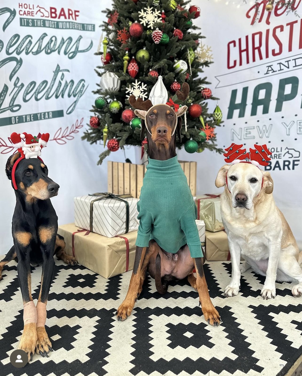 [잡담] 정국 강아지 아무리봐도 1인자같은데 | 인스티즈