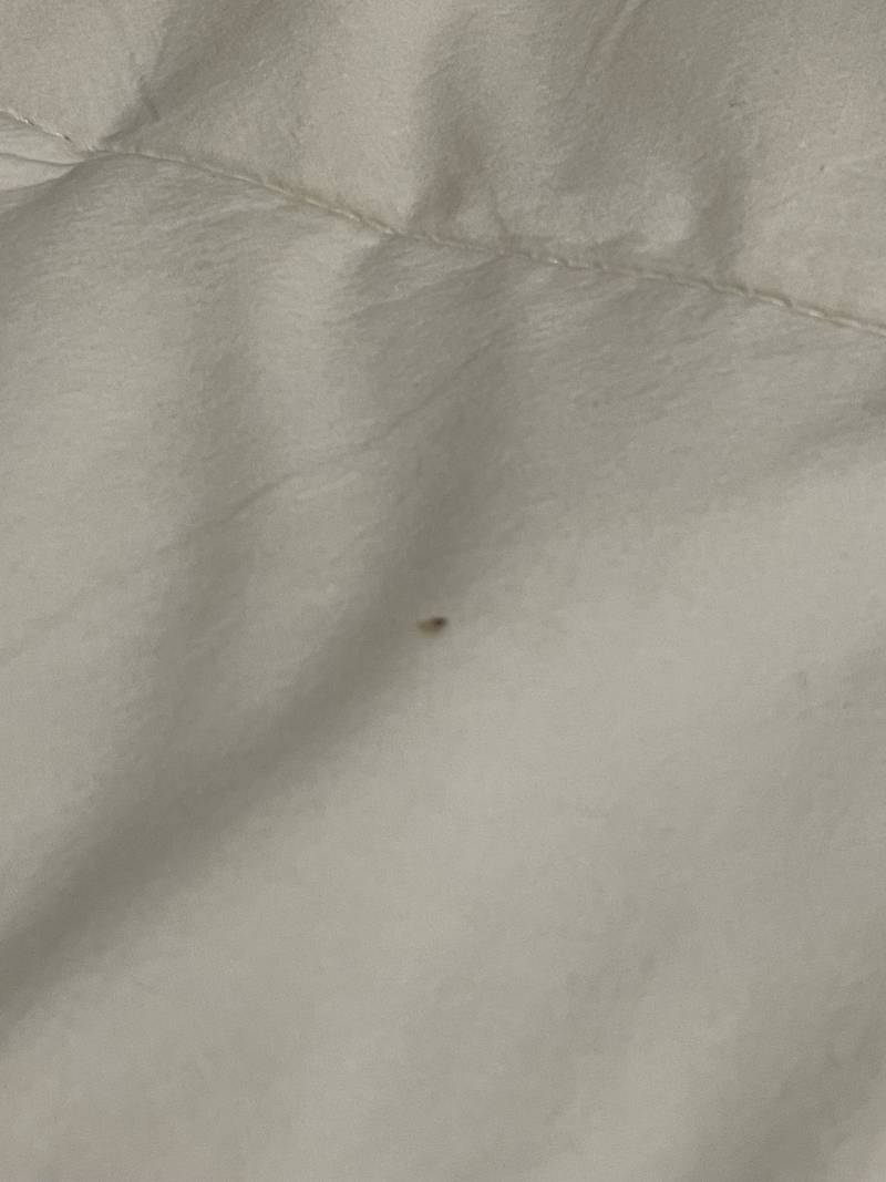 [잡담] 이거 빈대 같아??....... | 인스티즈