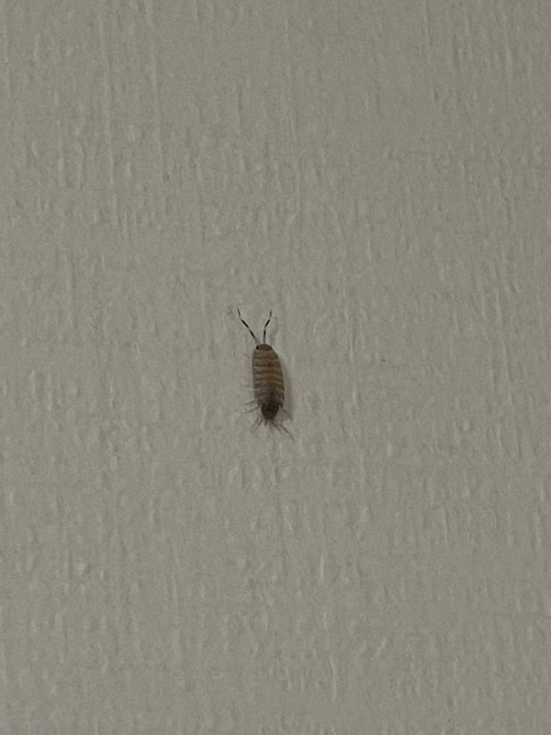 [잡담] 이 벌레 뭔지 아는 익? 집 벽지에 기어다니던데 ㅜㅜ | 인스티즈