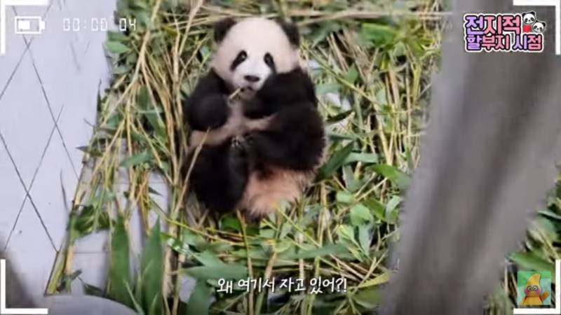[잡담] 아기 판다는 진짜 귀엽다 | 인스티즈
