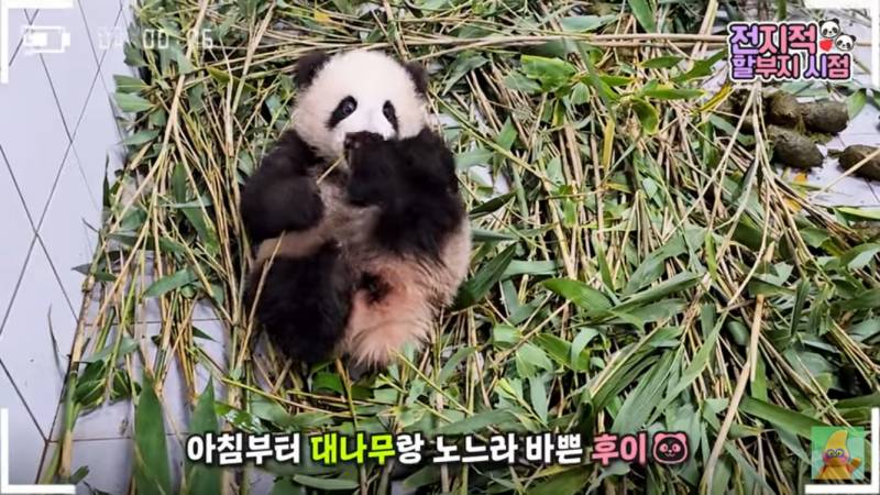 [잡담] 아기 판다는 진짜 귀엽다 | 인스티즈