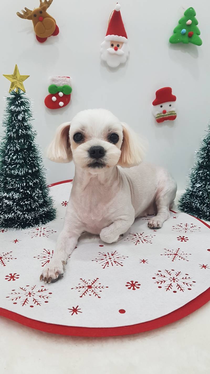 [잡담] 우리집 멍멍이보고갈래? | 인스티즈