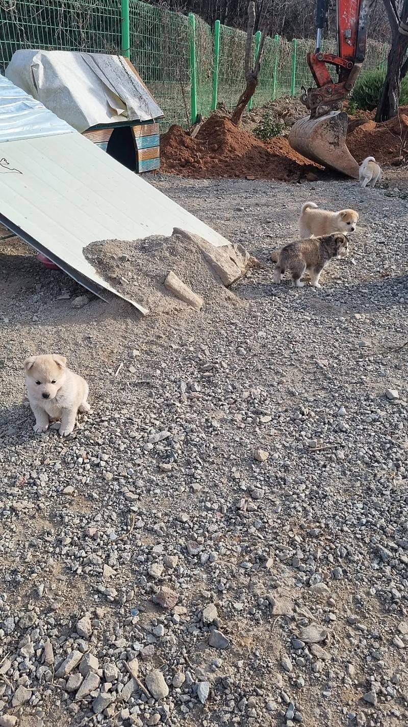 [잡담] 똥강아지들 귀엽다 | 인스티즈