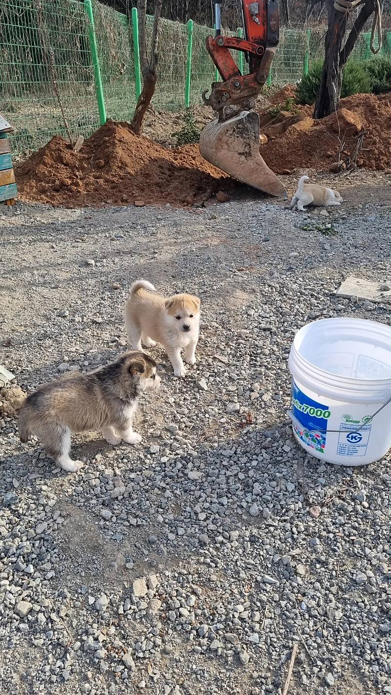 [잡담] 똥강아지들 귀엽다 | 인스티즈