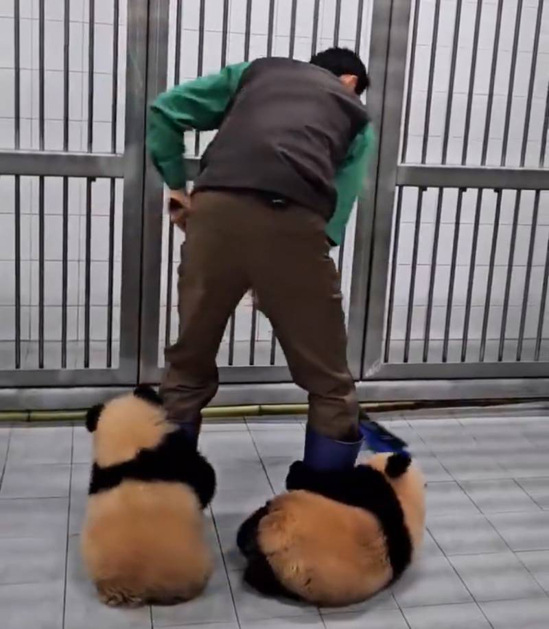 [잡담] 할부지 조아 아기판다들 우째 | 인스티즈